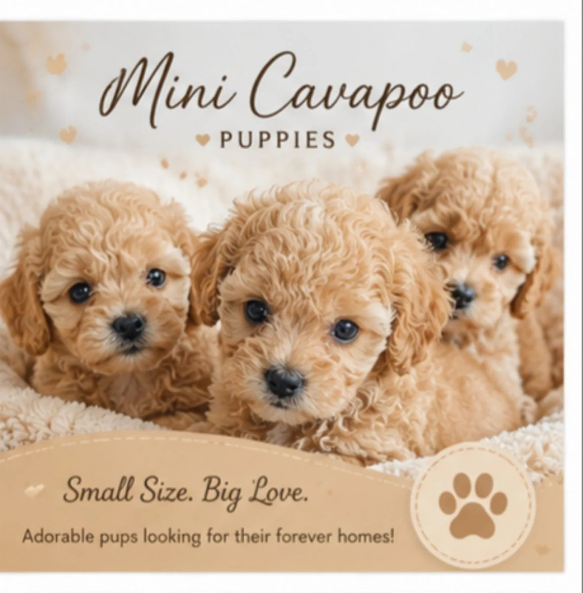 Three apricot Mini Cavapoo puppies