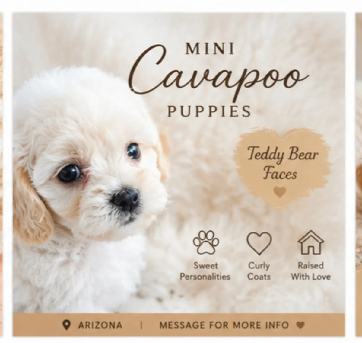 Cream Mini Cavapoo puppy with teddy bear face