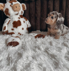 Adorable Male Dachshund Puppy – Loving & Playful photo 4