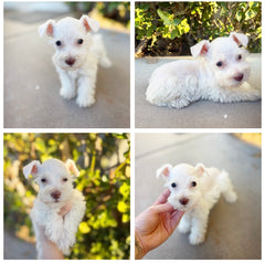 Mini toy Schnauzer  photo 3