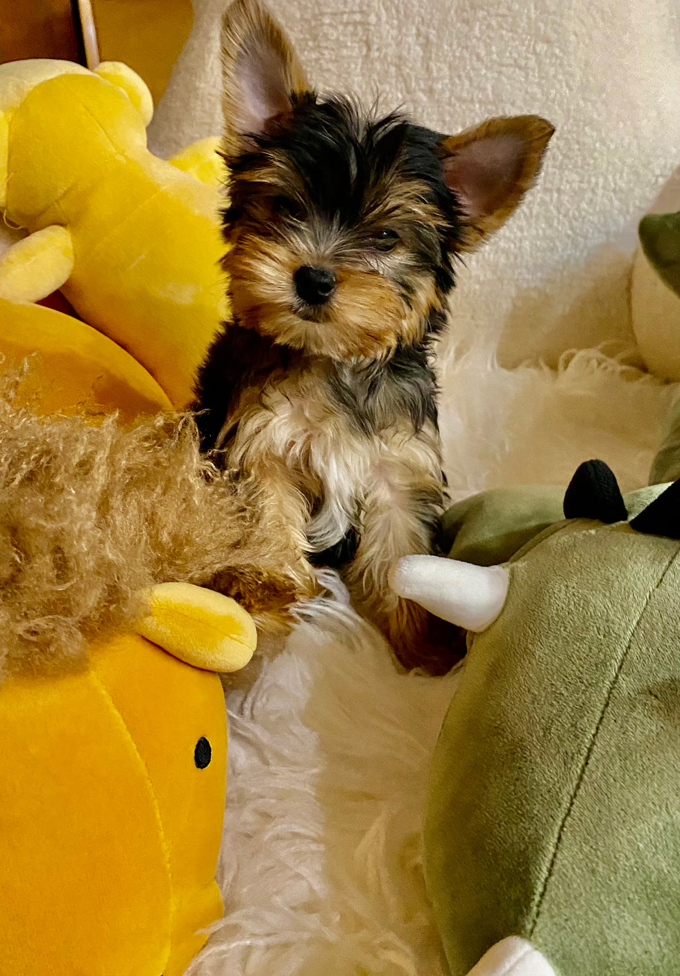 Tini Yorkie Teacup