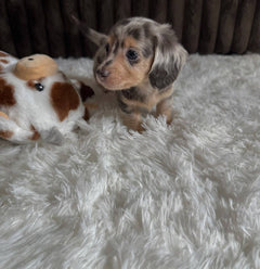 Adorable Male Dachshund Puppy – Loving & Playful photo 2
