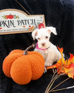 Mini toy Schnauzer  photo 1