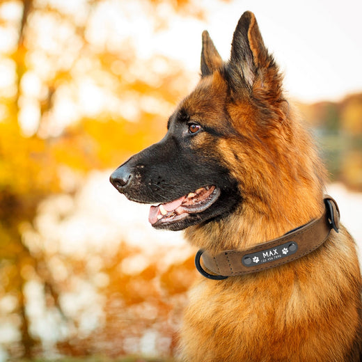 Pawling Signature™ Personalized Leather Collar + Lead Set