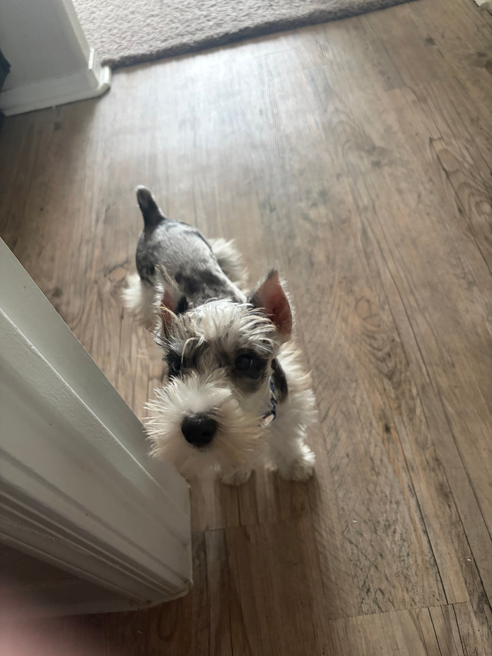 Puppy for sale 