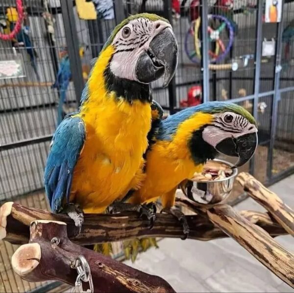 Blue and Gold Macaw parrots