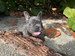 Dog photo 1