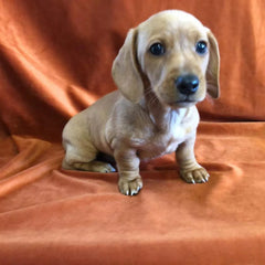 Lovely Dachshund Puppy – Sweet & Playful photo 2