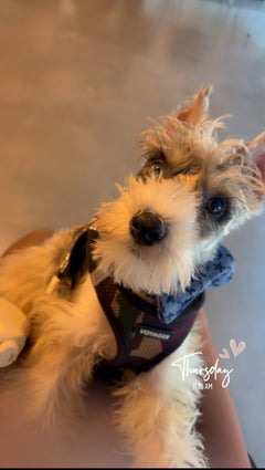 Puppy for sale  photo 3