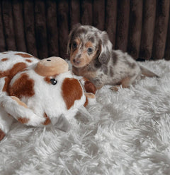Adorable Male Dachshund Puppy – Loving & Playful photo 1