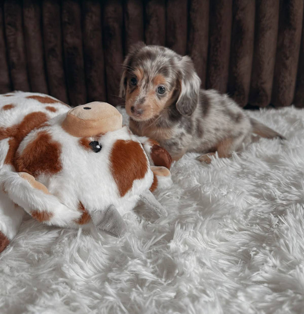 Adorable Male Dachshund Puppy – Loving & Playful