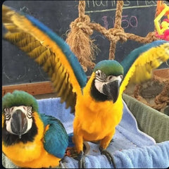 Blue and Gold Macaw parrots photo 2