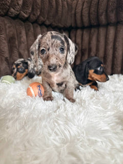 Adorable Male Dachshund Puppy – Loving & Playful photo 3