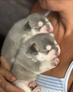 Where to buy French bulldog  photo 2