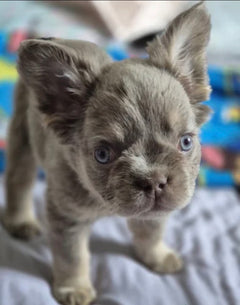 Where to buy French bulldog  photo 5
