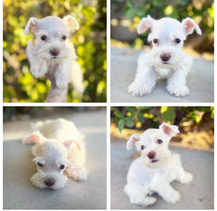 Mini toy Schnauzer  photo 2