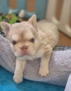 Where to buy French bulldog  photo 4