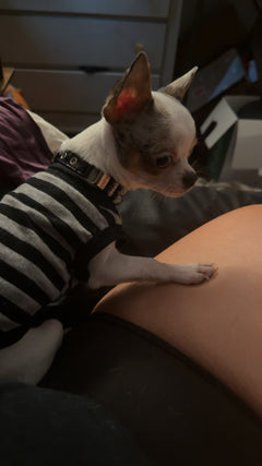 Tiny Blue Merle Piebald Chihuahua Male photo 2