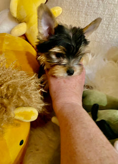 Tini Yorkie Teacup photo 2