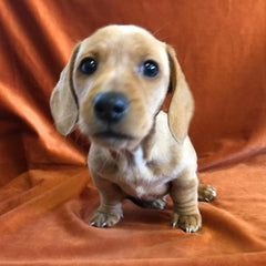 Lovely Dachshund Puppy – Sweet & Playful photo 3