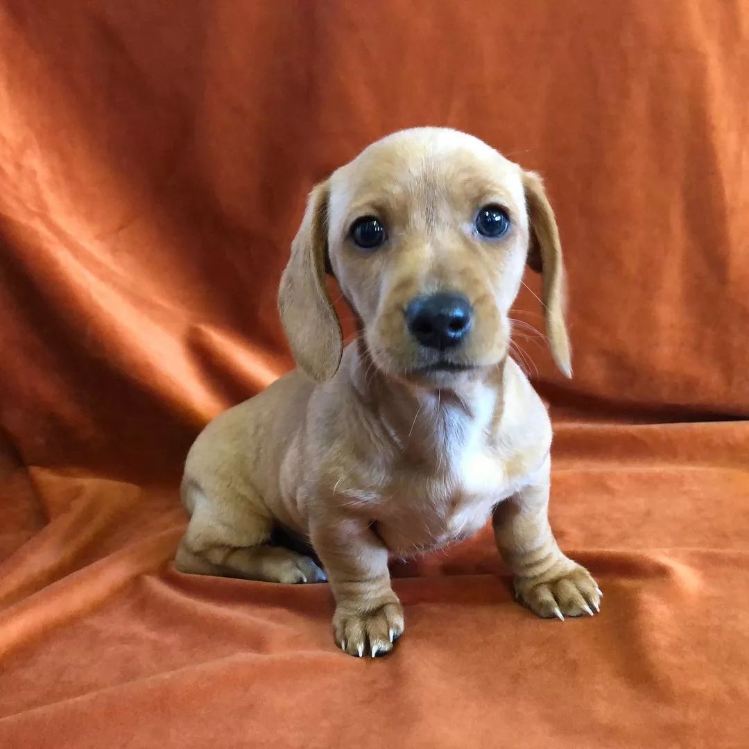 Lovely Dachshund Puppy – Sweet & Playful