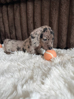 Adorable Male Dachshund Puppy – Loving & Playful photo 5