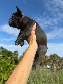 Dog photo 3