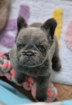 Where to buy French bulldog  photo 3