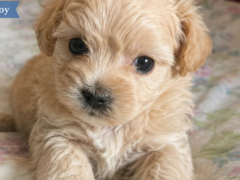 Curly Apricot Cavapoo Boy
