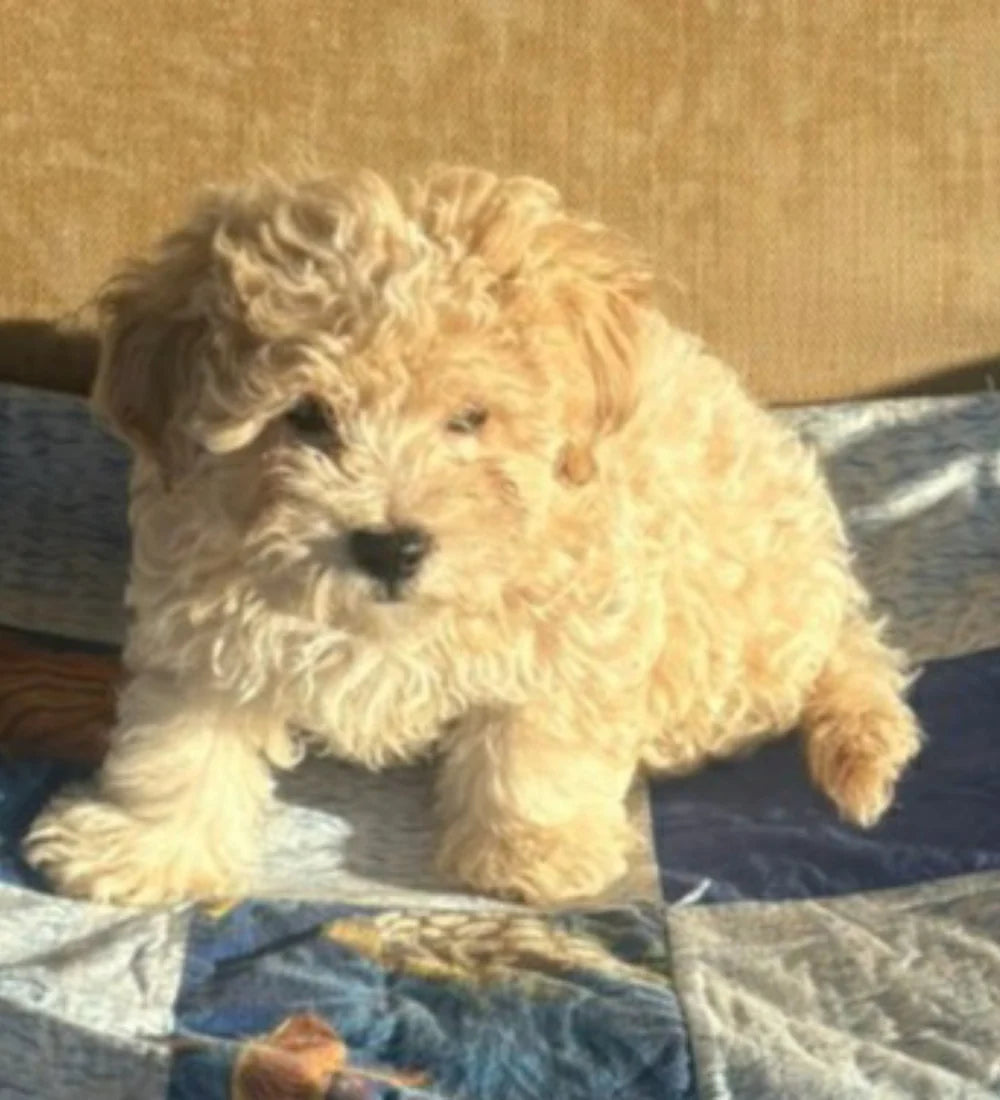 Curly Apricot Cavapoo Boy photo 2
