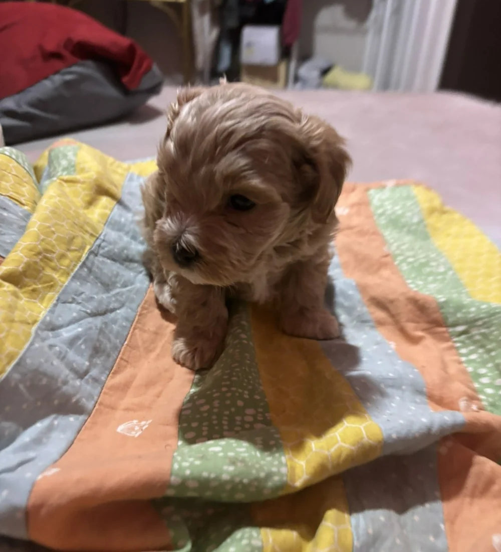 Curly Apricot Cavapoo Boy photo 3
