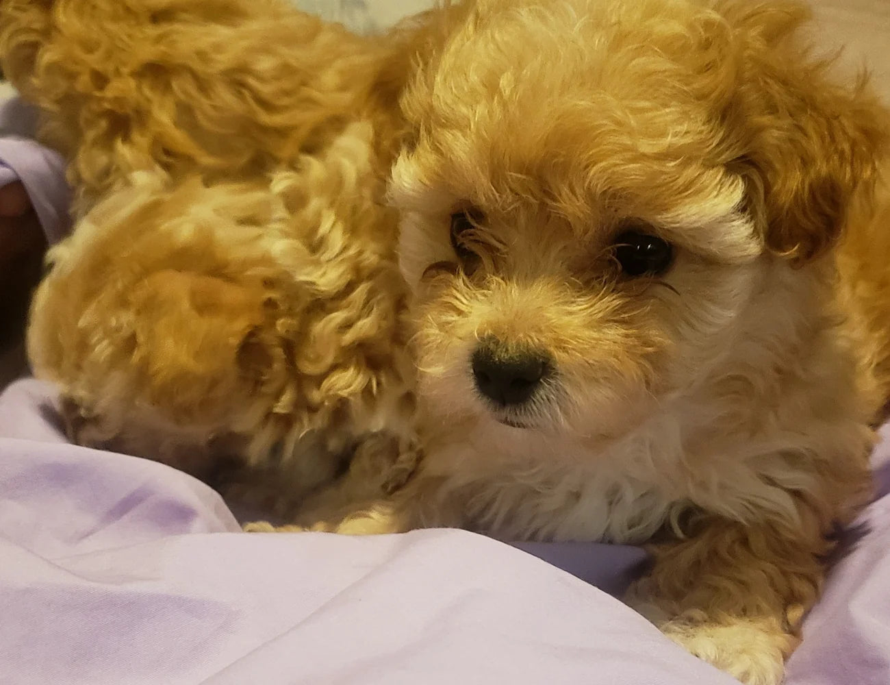 Puppies listed by Glendale Family Cavapoos