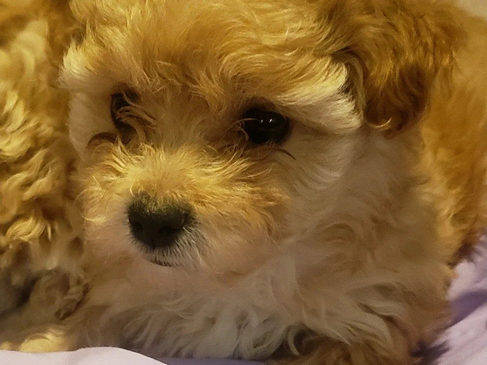 Caramel & White Cavapoo Boy