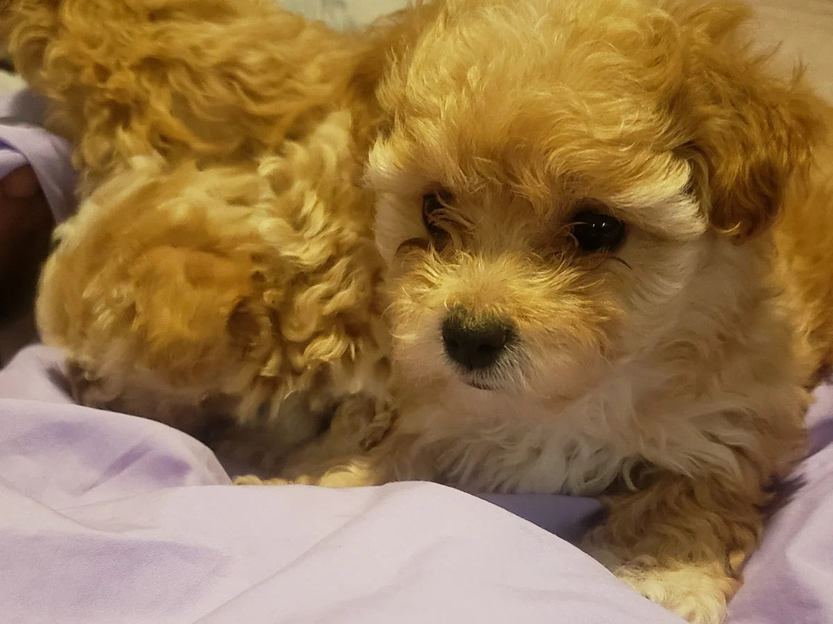 Caramel & White Cavapoo Boy photo 2