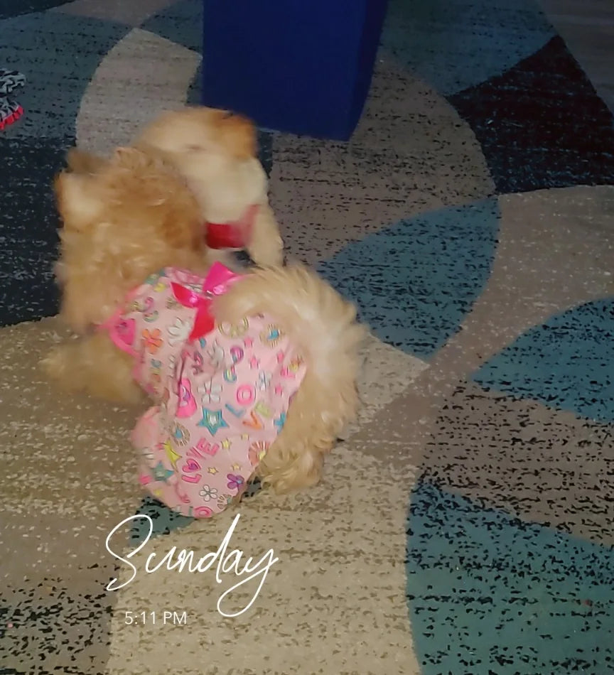 Caramel & White Cavapoo Boy photo 3