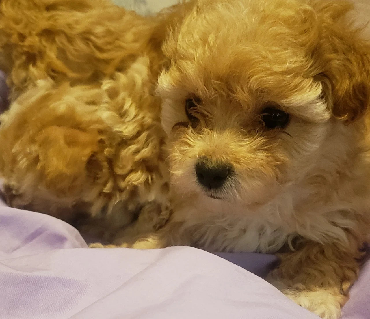 Two cream Cavapoo puppies