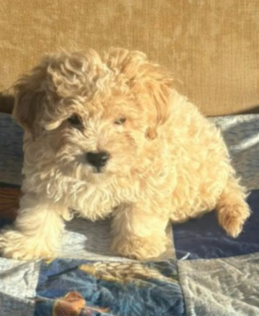 Cream puppy sitting indoors
