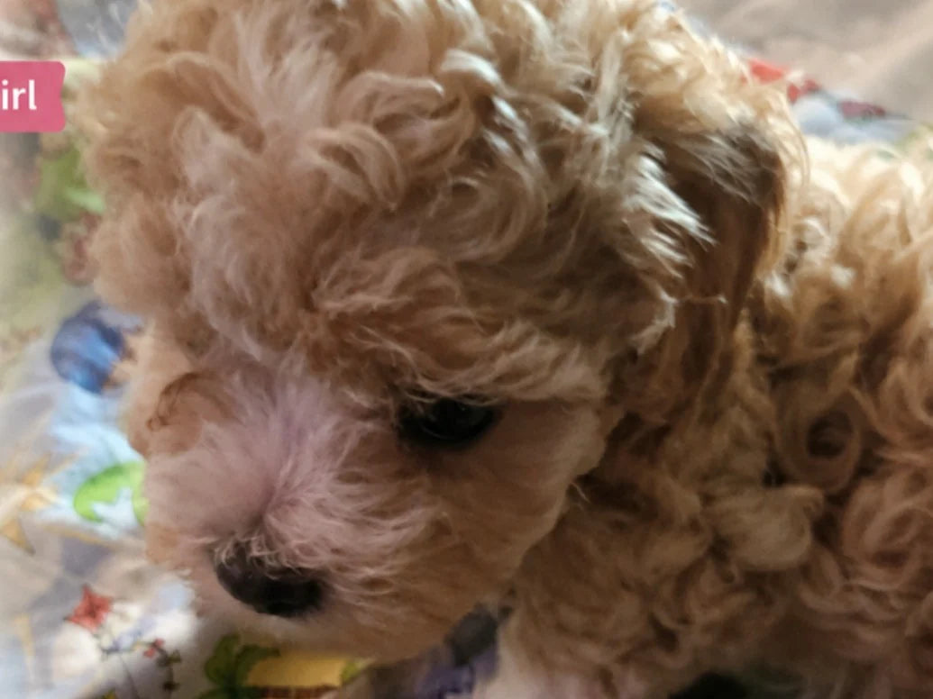 Micro Cavapoo Girl