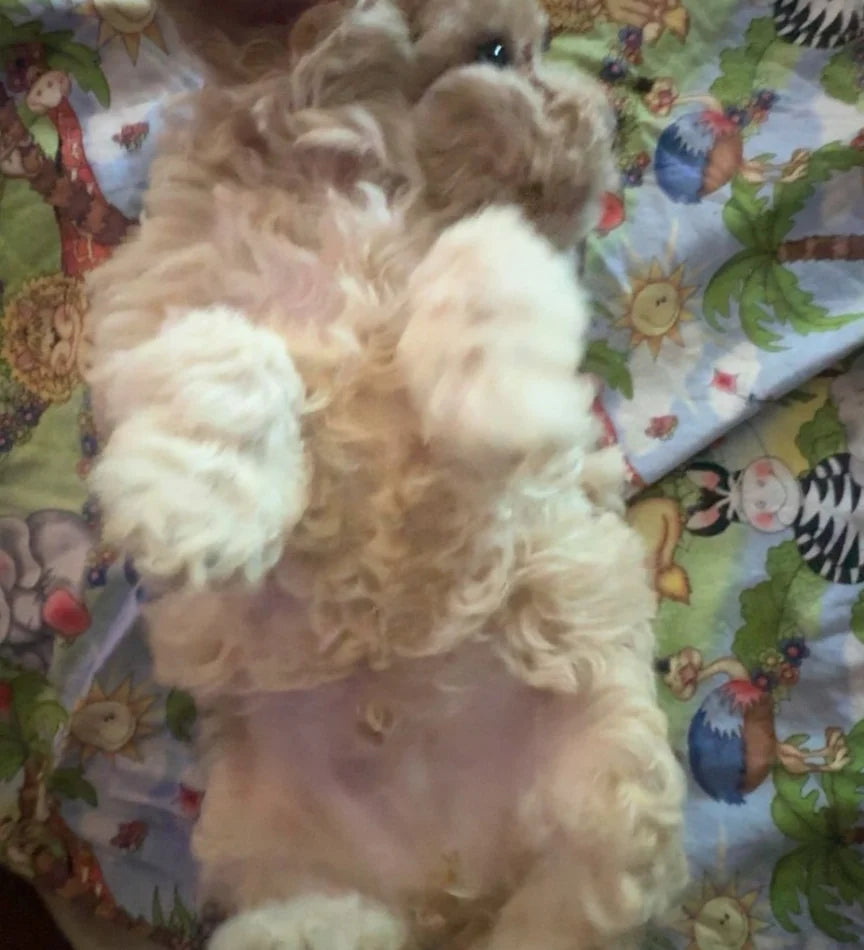Micro Cavapoo Girl photo 2