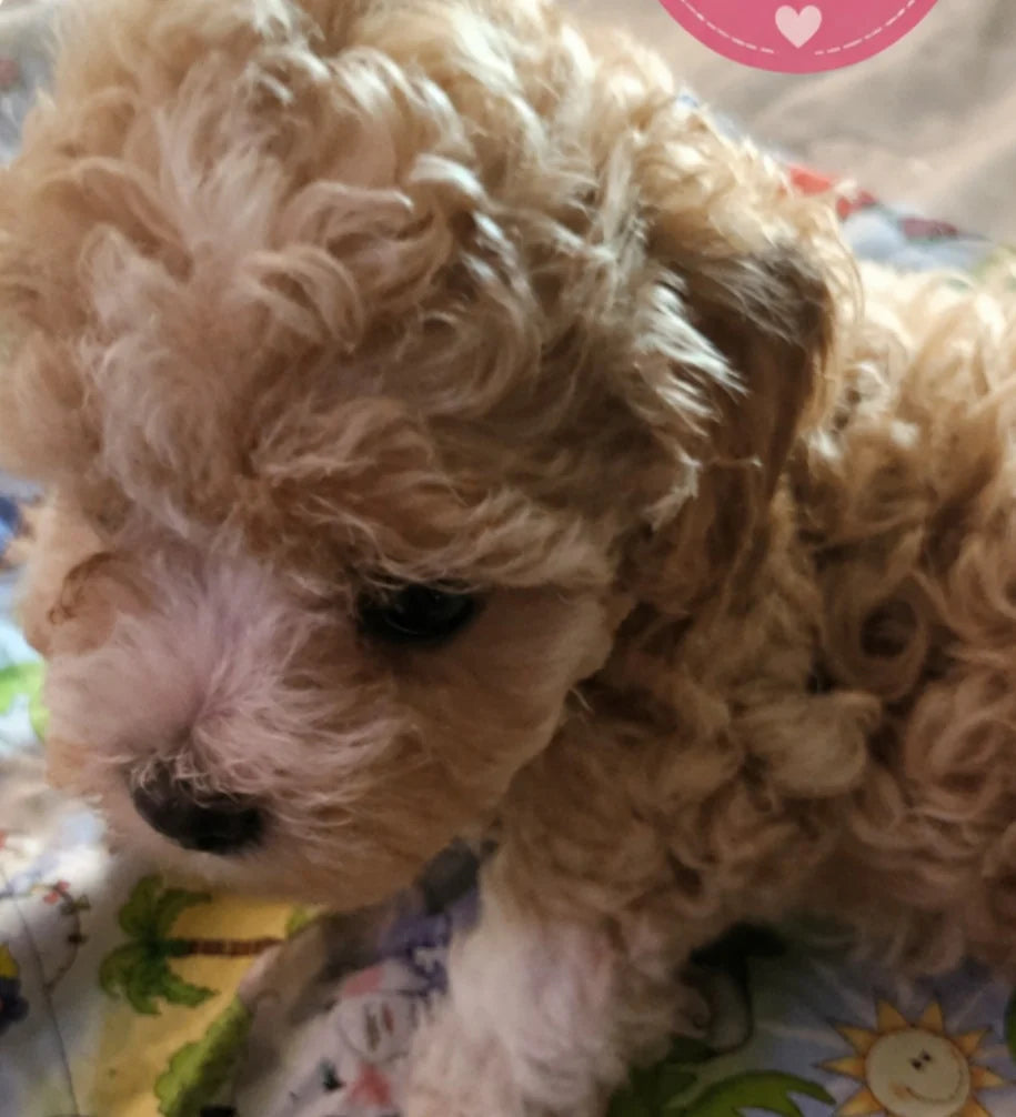 Micro Cavapoo Girl photo 3