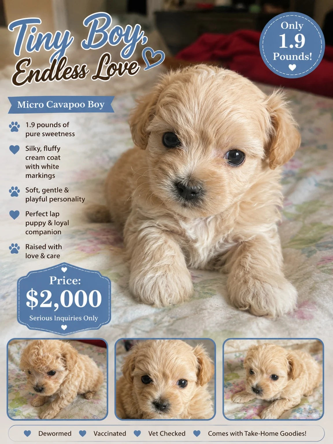 Tiny Mini Cavapoo boy promotional card