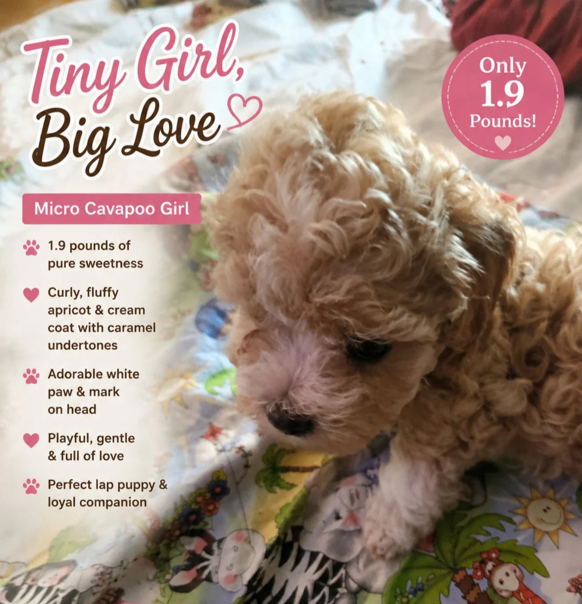 Tiny Mini Cavapoo girl promotional card